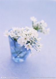 葱兰花