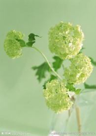 绿球花