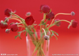 红色喇叭花