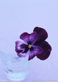 紫色蝴蝶花