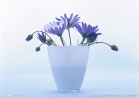 蓝色太阳花