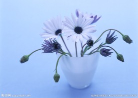 小白花