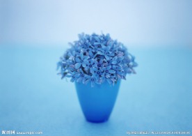 蓝色太阳花