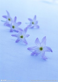 蓝色水仙花