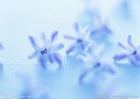 蓝色水仙