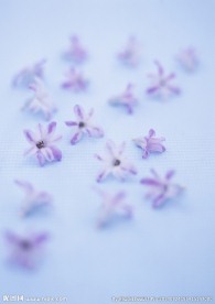 百合花朵