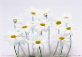 小白花