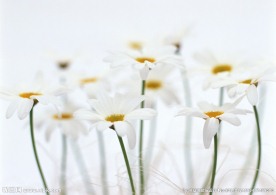 美丽的小白花