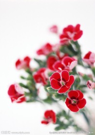 小红花