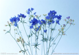 小蓝花