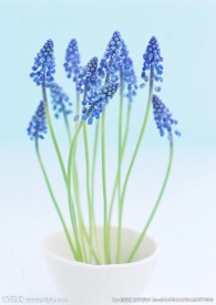 蓝色薰衣草