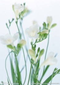水仙花