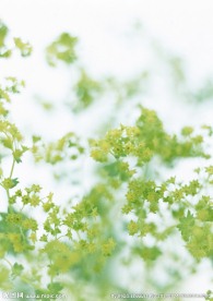 绿花草
