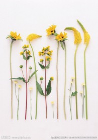 黄花摆设