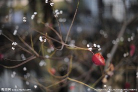 花枝