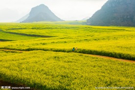 罗平油菜花