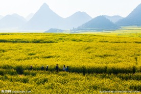 罗平油菜花