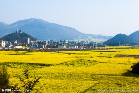 罗平油菜花