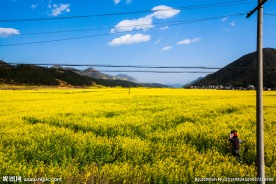罗平油菜花