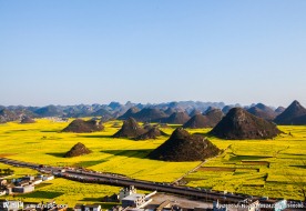 罗平油菜花