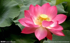 莲花