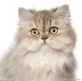 小猫