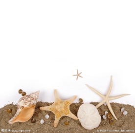 海星贝壳
