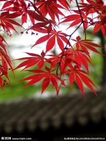 枫叶