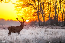 沐浴在晨光中的小鹿