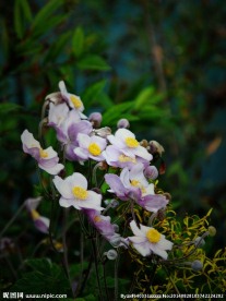 九寨沟的花