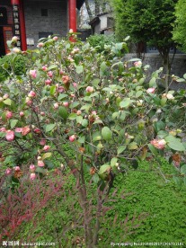 茶树