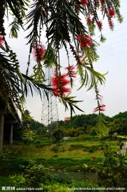 红千层