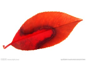 叶 叶子 秋叶 黄叶  