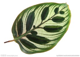 叶 叶子 秋叶 黄叶  