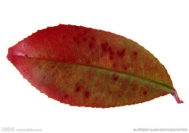 叶 叶子 秋叶 黄叶  