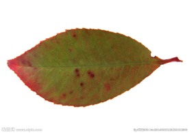 叶 叶子 秋叶 黄叶  