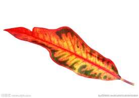 叶 叶子 秋叶 黄叶  