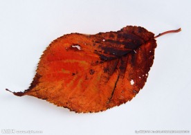 叶 叶子 秋叶 黄叶  