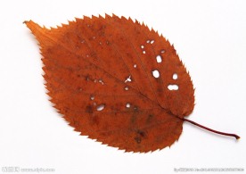 叶子 秋叶 黄叶