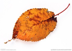 叶子 秋叶 黄叶