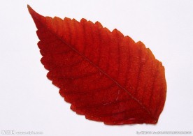 叶子 秋叶 黄叶