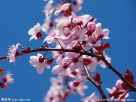 梅花