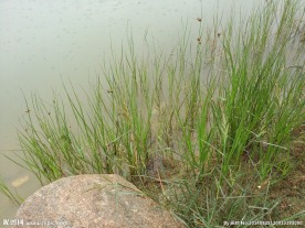 海草湖水