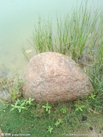 海草湖水石头