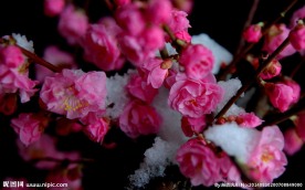 雪梅