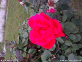 一朵月季花