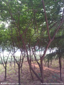 树丛