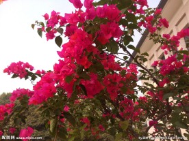 紫色三瓣花