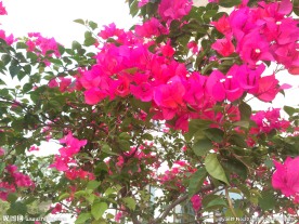 紫色三瓣花