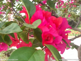 紫色三瓣花